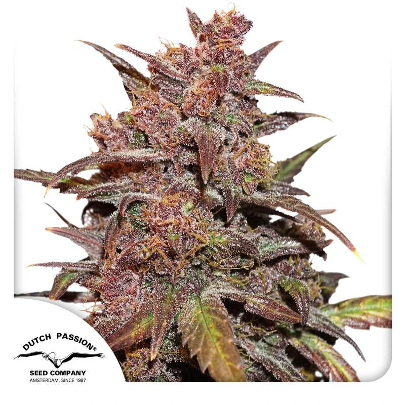 Dutch Passion Semená kanabisu CBD Auto Blackberry Kush® Autoflowering 3 ks