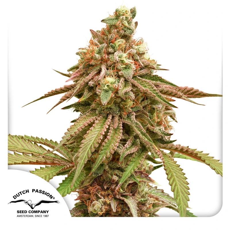 Dutch Passion Cannabiszaden Tropical Tangie Gefeminiseerd