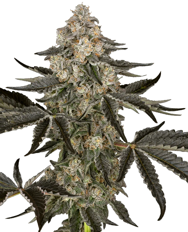 Sensi Seeds Cannabis Seeds Sauvignon Blanc Autoflowering 10+4 ks