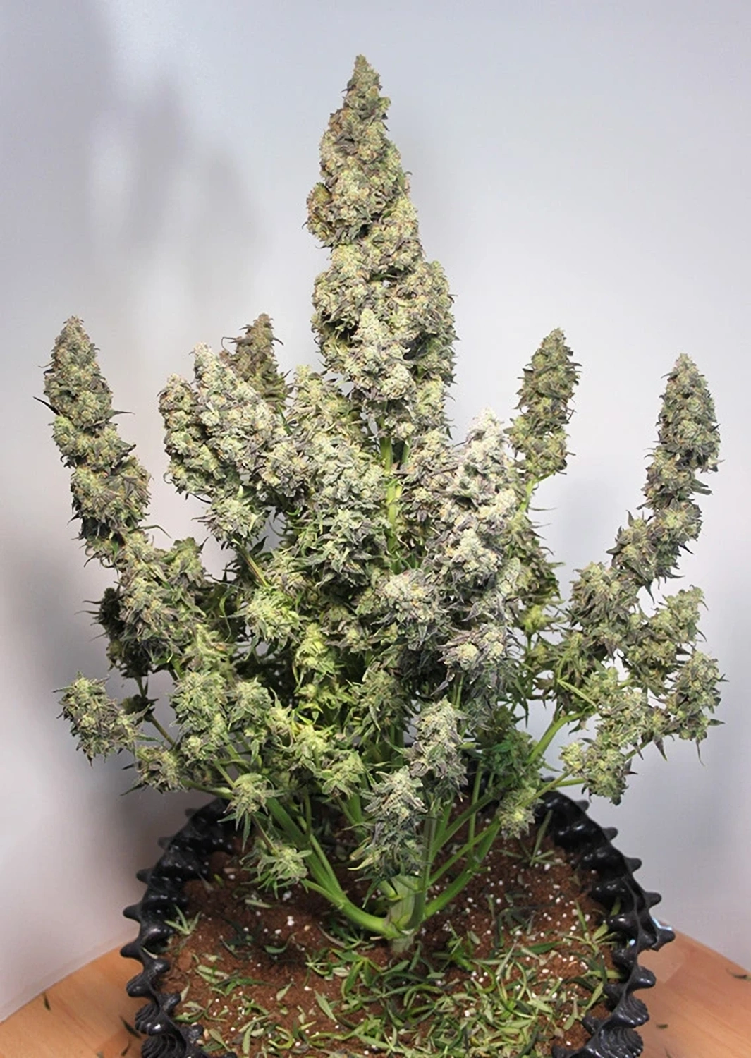 Dutch Passion Cannabiszaden Auto Colorado Cookies® Autoflowering
