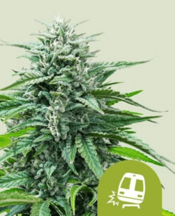 Royal Queen Seeds Cannabis Seeds Trainwreck Auto 1 ks
