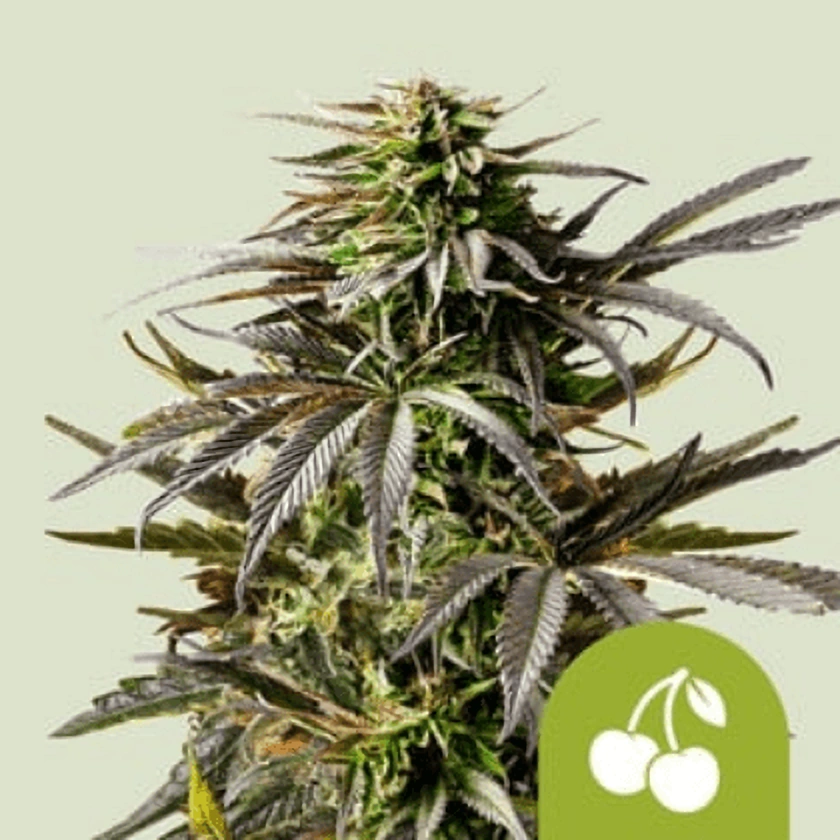 Royal Queen Seeds Cannabis Seeds Cherry Pie Auto 1 ks