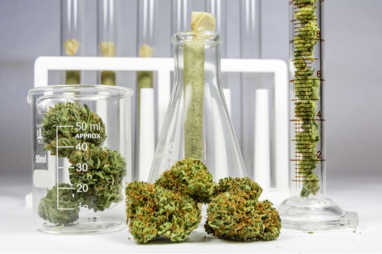Cannabis flowers