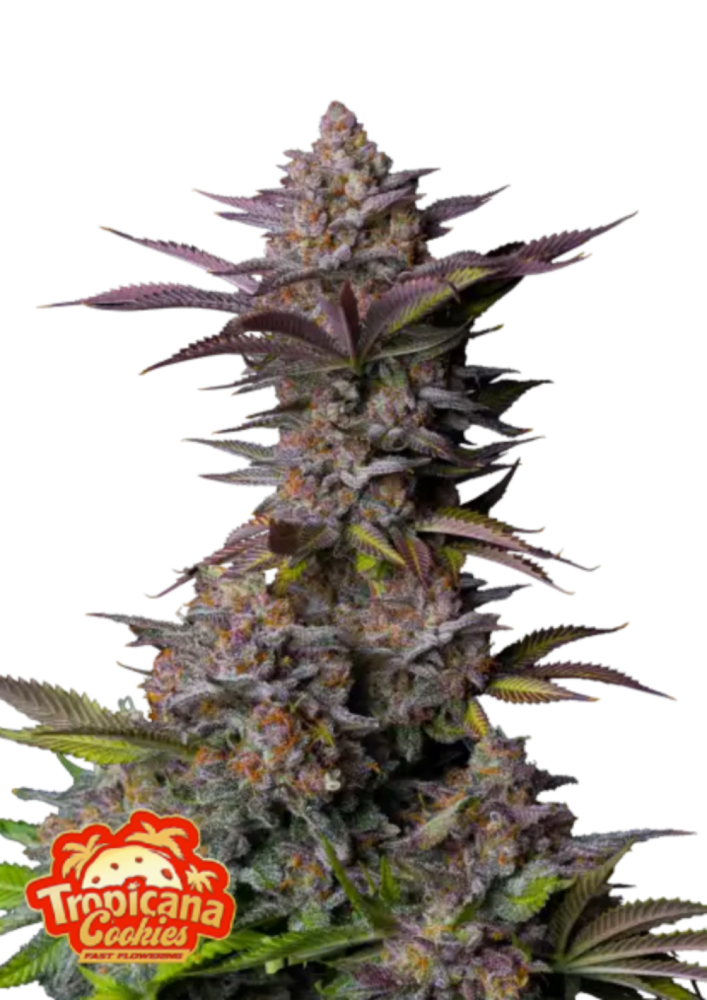 Fast Buds Cannabis Seeds Tropicana Cookies FF 1 ks