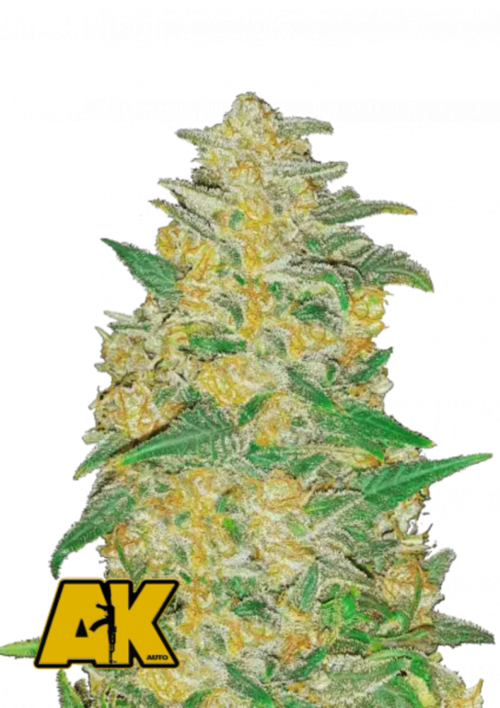 Fast Buds Cannabis Seeds AK Auto 3 ks