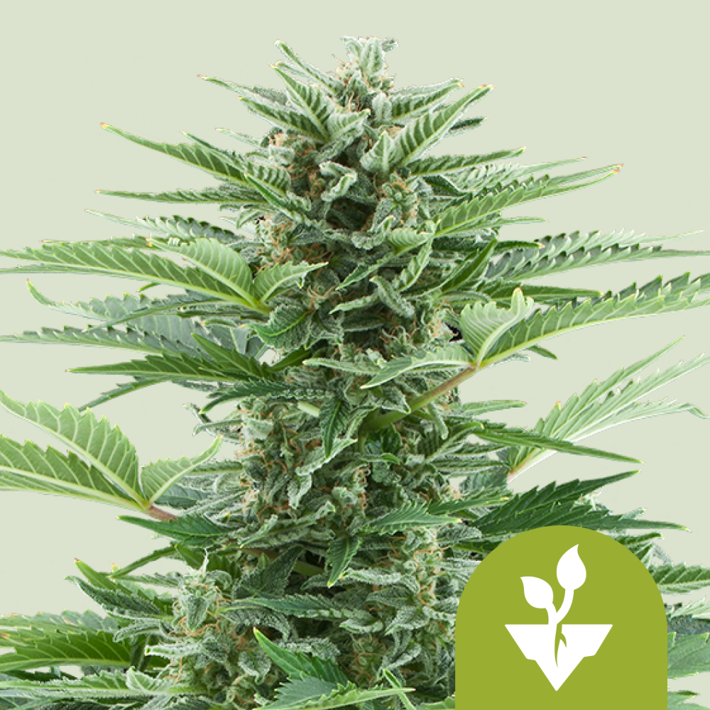 Royal Queen Seeds Semená kanabisu Easy Bud Auto 3 ks
