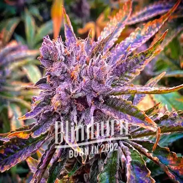 Blimburn Seeds Cannabis Seeds Gorilla Purple Auto 6 ks