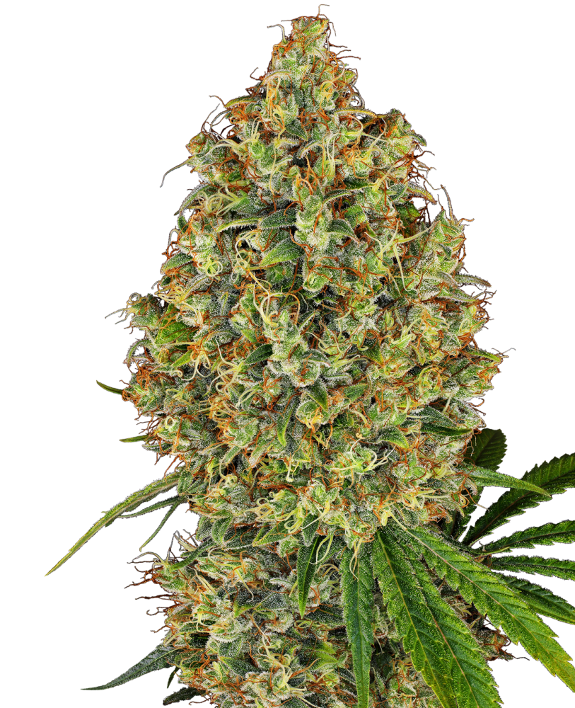 Sensi Seeds Cannabis Seeds AK-420 Feminized by White Label, 3-10 ks 10 ks