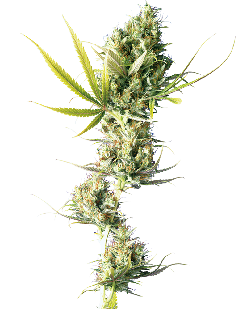 Sensi Seeds Semienka kanabisu Durban® Regular, 10 ks