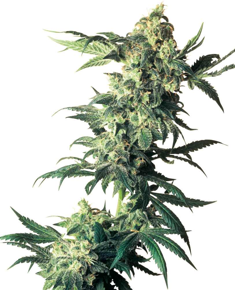 Sensi Seeds Cannabiszaden Northern Lights® Gefeminiseerd, 3-10 stuks