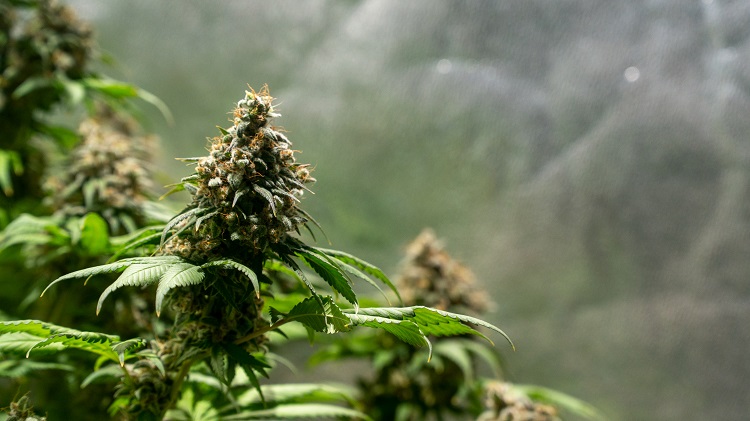 A cultivated cannabis plant called White Widow.