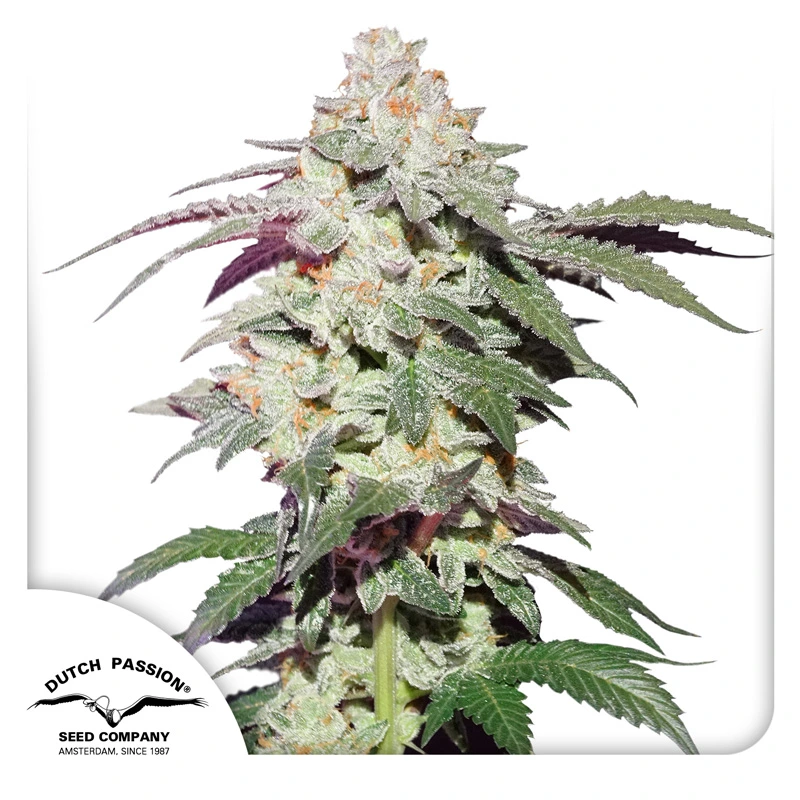 Dutch Passion Feminizované semená kanabisu Skywalker Haze 3 ks