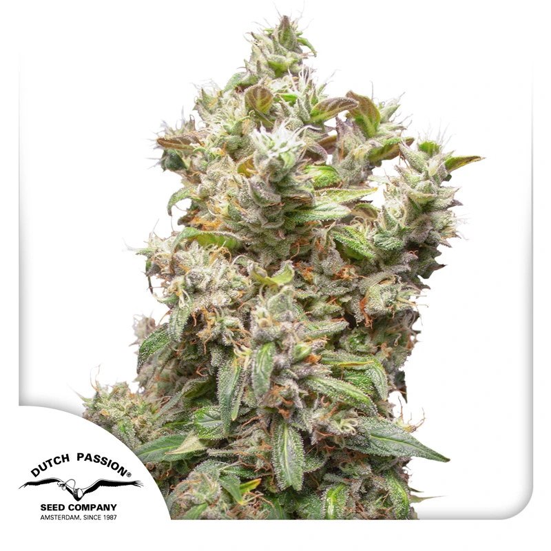 Dutch Passion Cannabiszaden THC-Victory Gefeminiseerd
