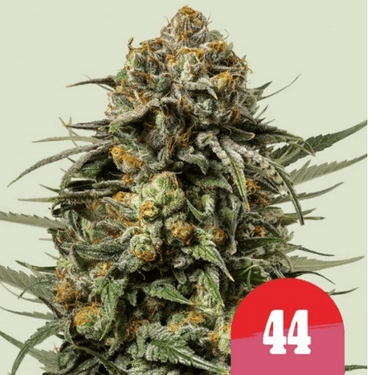Royal Queen Seeds Gelato z kanabisových semien 44 feminizované 1 ks