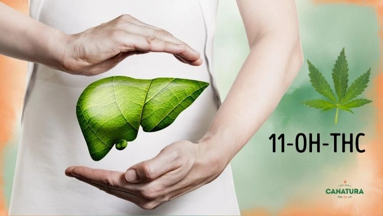 11-OH-THC, cannabis leaf and human liver, Canatura logo at bottom right