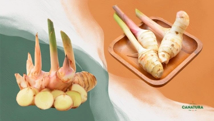 Galangal root, sliced into rounds; Canatura logo bottom right