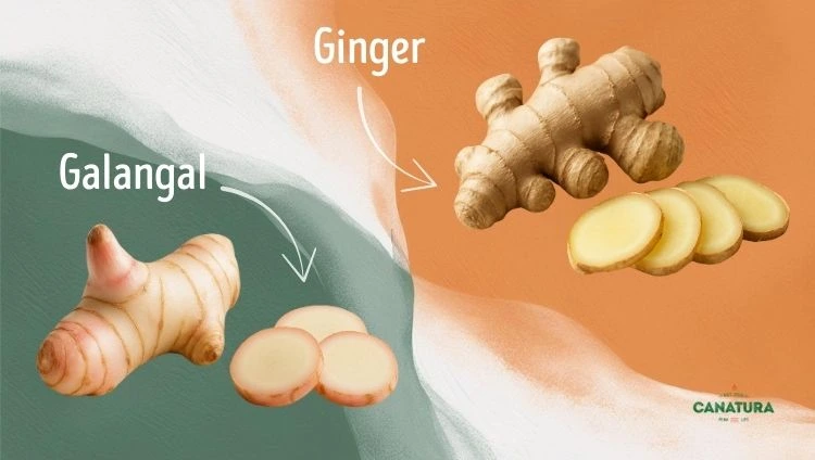 Galangal vs. ginger, Canatura logo bottom right