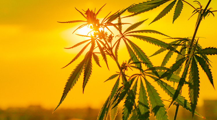 Cannabis plant in the background with the sun