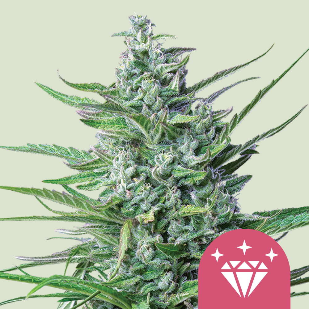 Royal Queen Seeds Cannabis Seeds Special Kush #1 Feminized 1 ks