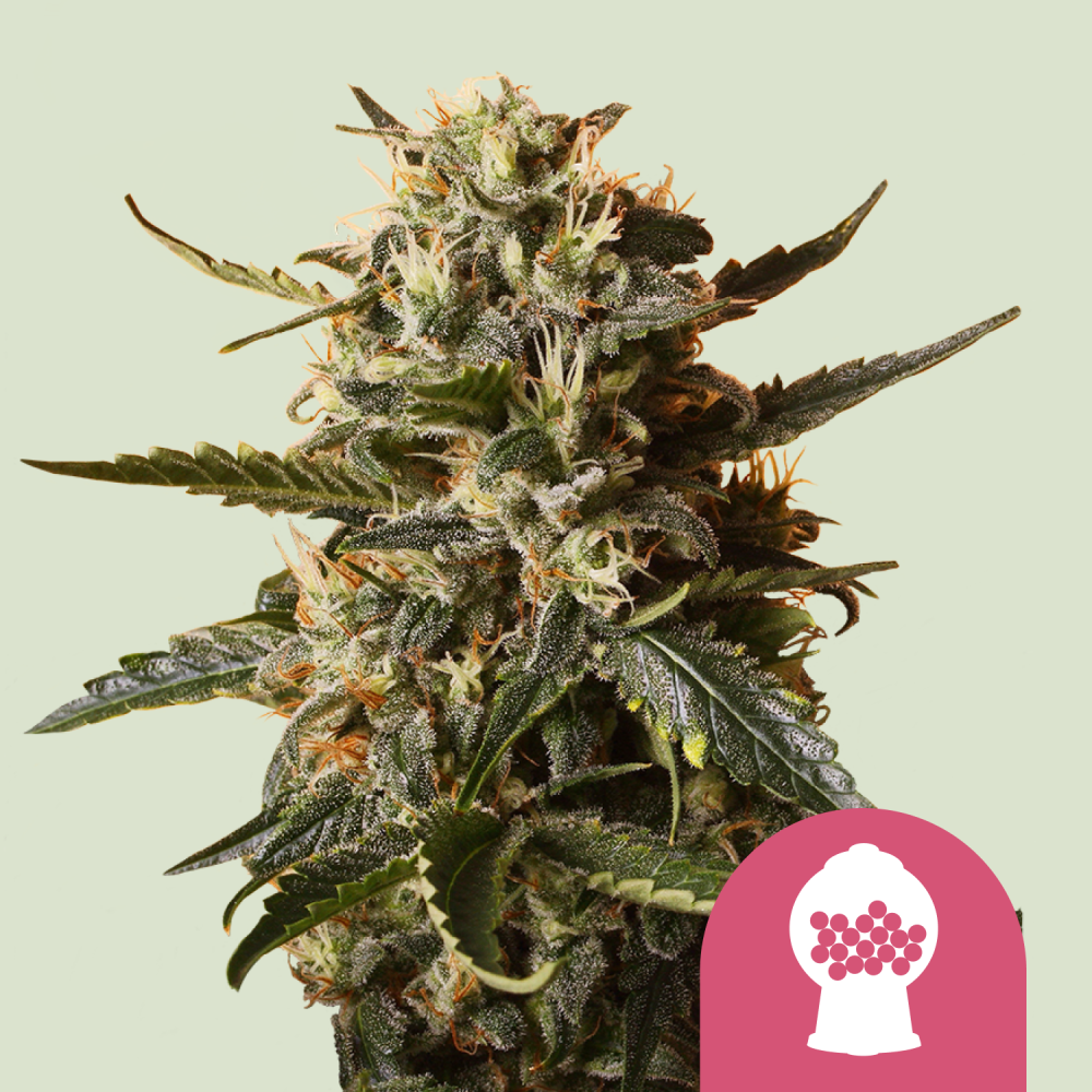 Royal Queen Seeds Cannabis Seeds Bubblegum XL Feminized 1 ks