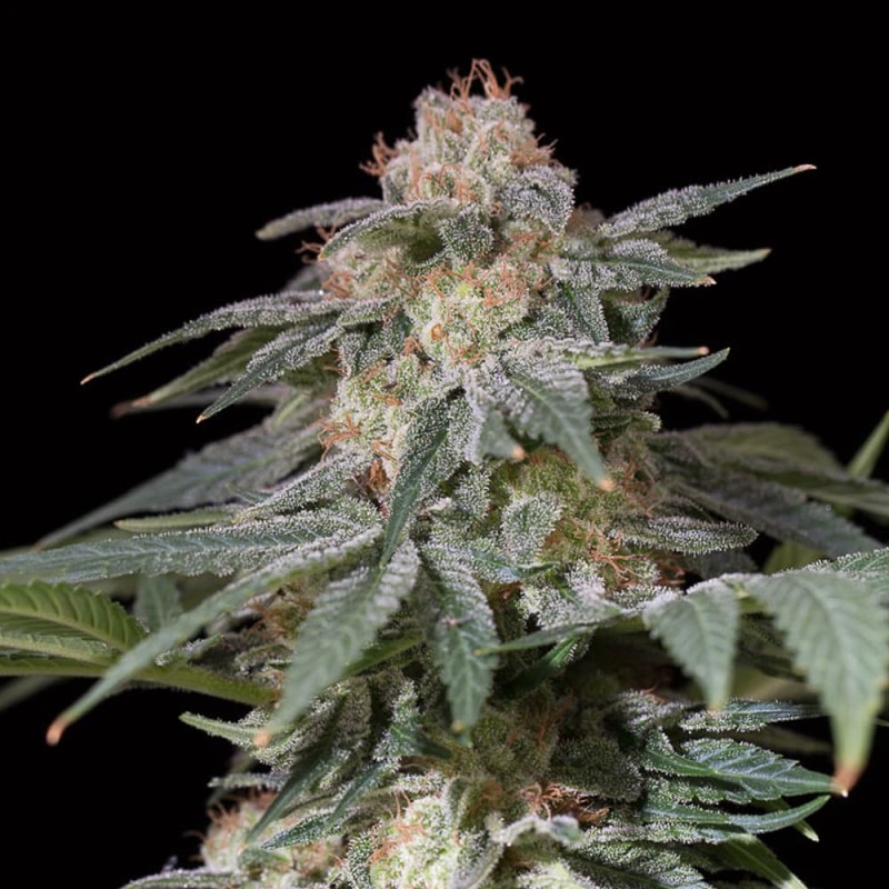 Silent Seeds Semená kanabisu Lemon Tree Fast By Lemon Tree Feminized 5 ks