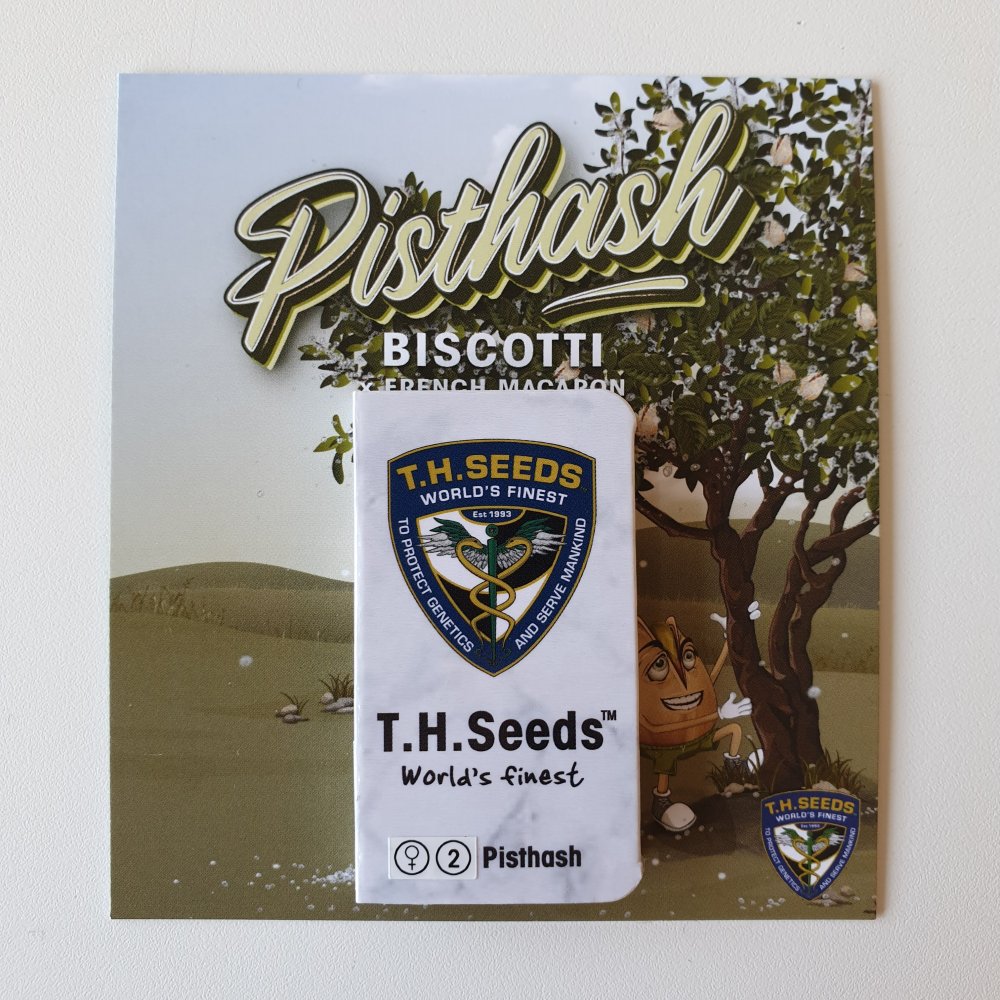 T.H.Seeds™ Cannabis Seeds Pistash, rôzne balenie, feminizované 2 ks
