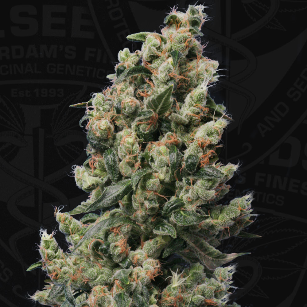 T.H.Seeds™ Cannabis Seeds Kushage™, rôzne balenie, feminizované 2 ks