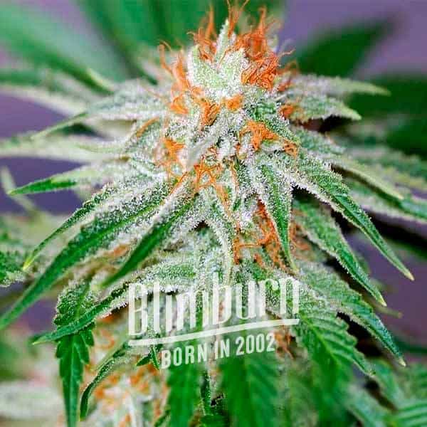 Blimburn Seeds Feminizované semená kanabisu Red Dragon 6 ks
