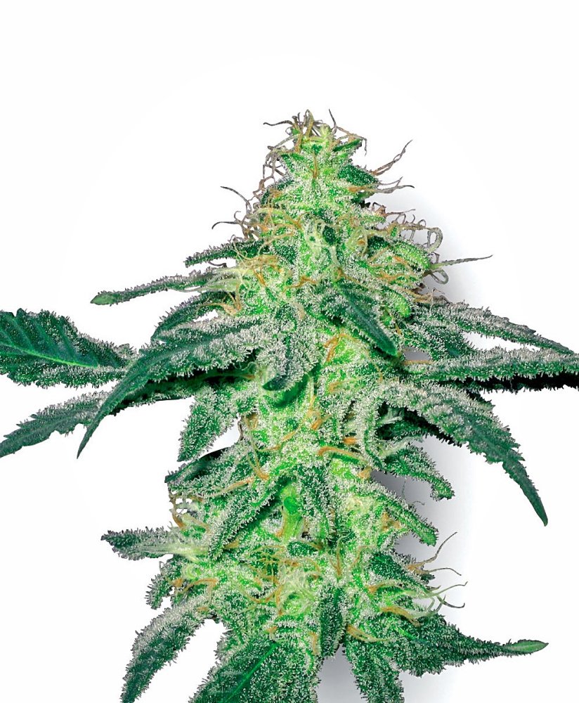 Sensi Seeds Cannabis Seeds White Skunk Regular od White Label, 10 ks