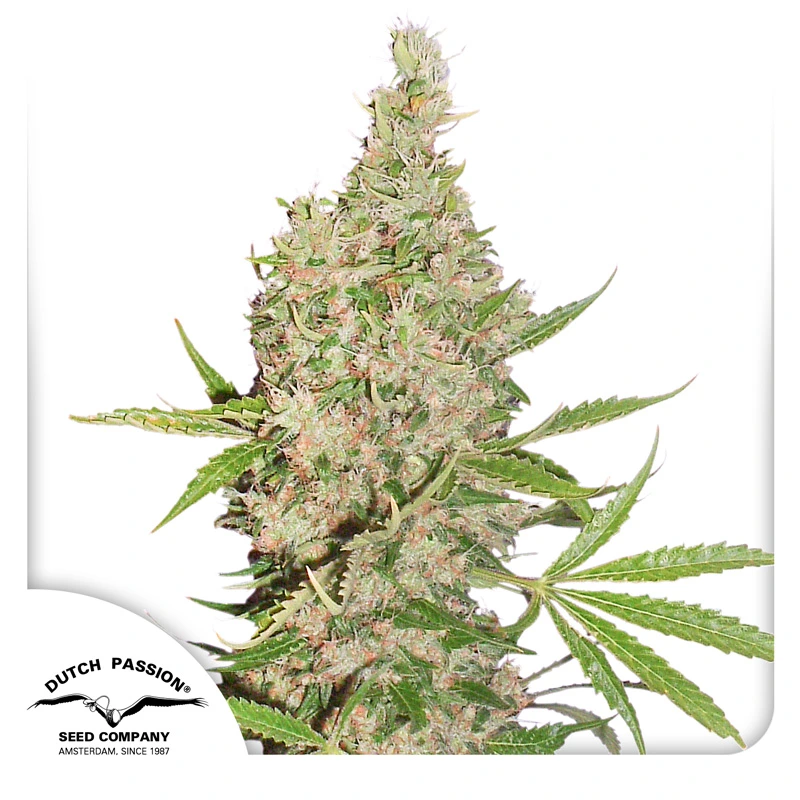 Dutch Passion Cannabiszaden White Widow x The Ultimate Regular