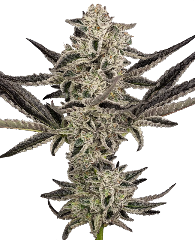Sensi Seeds Cannabis Seeds Purple Pickle Samonakvétacia 10+4 ks