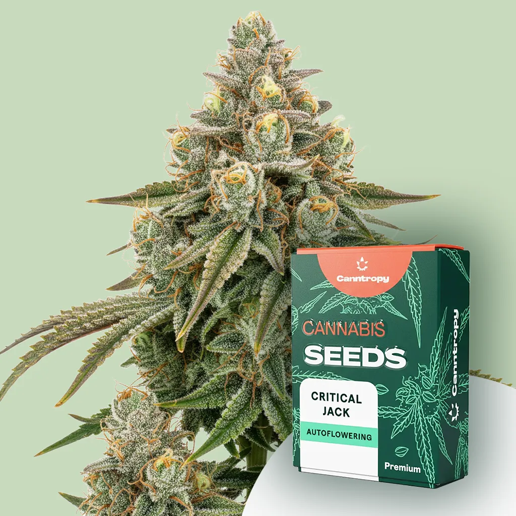 Canntropy Seeds Critical Jack (feminizované) 3 ks