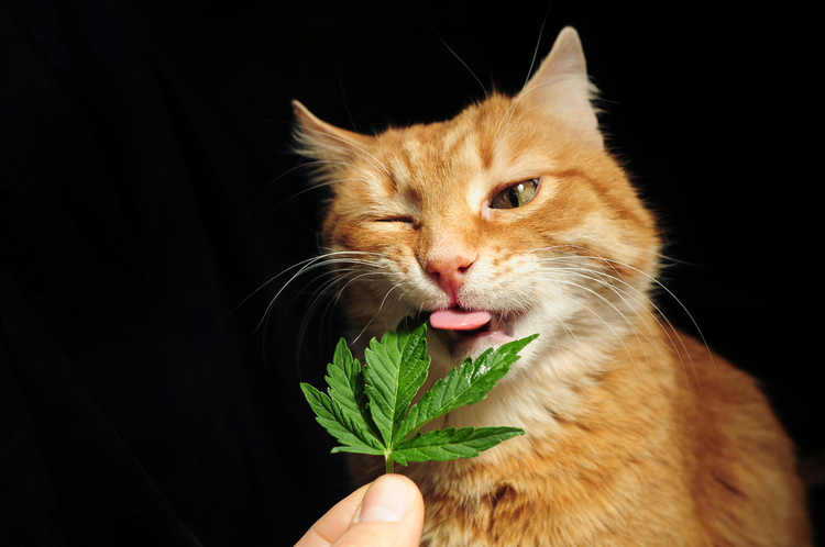 A cat testing a cannabis leaf with its tongue