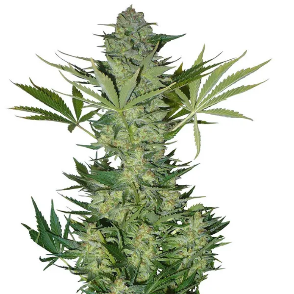Fast Buds Wietzaden Russian Auto