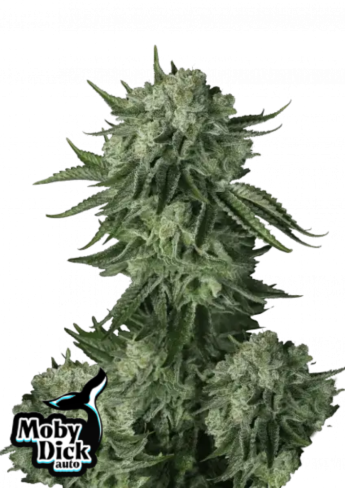 Fast Buds Cannabis Seeds Moby Dick Auto 5 ks