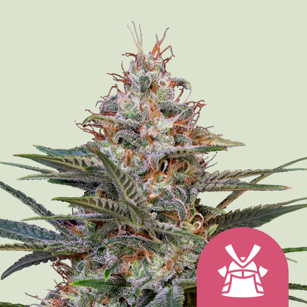 Royal Queen Seeds Cannabis Seeds Shogun Feminized 3 ks