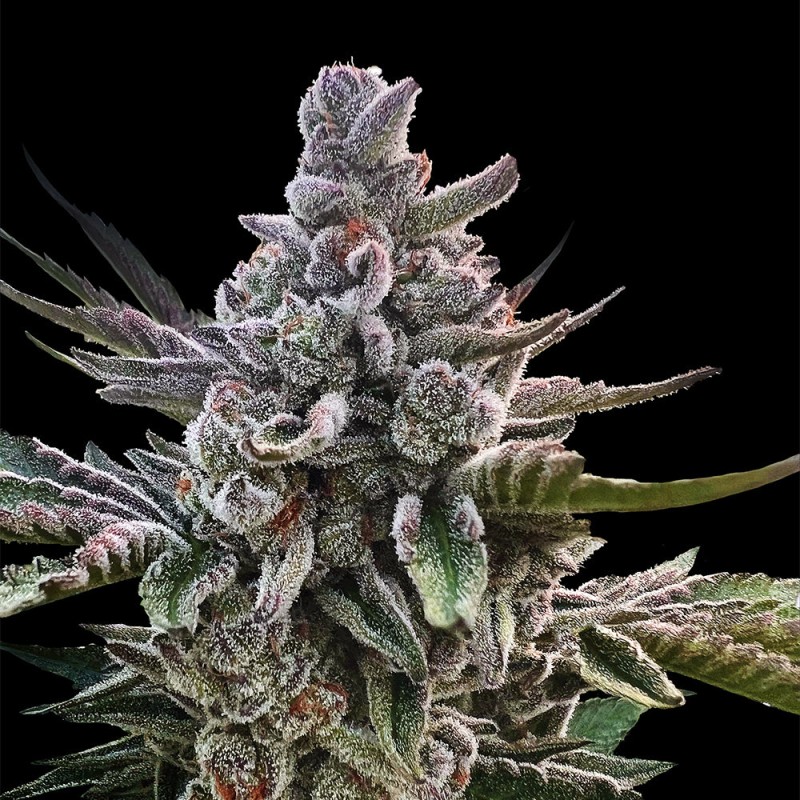 Silent Seeds Exotické semienka kanabisu Acai Jelly od Sherbinskis Feminized 3 ks