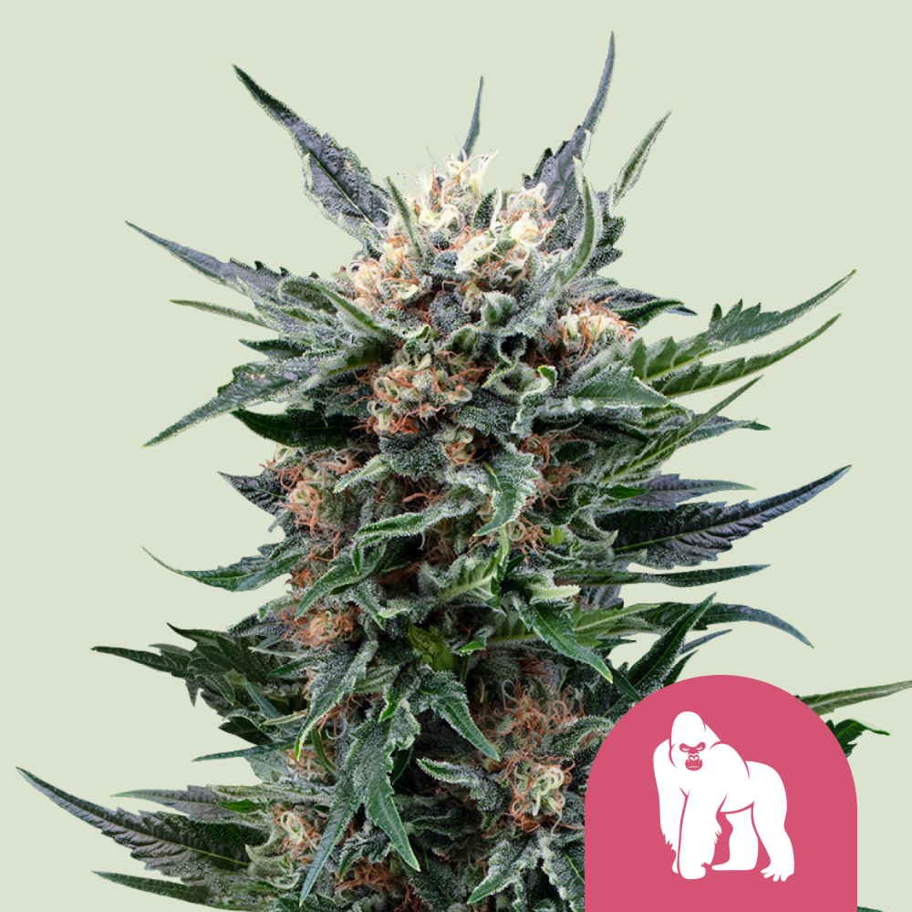 Royal Queen Seeds Cannabis Seeds Royal Gorilla Feminized 3 ks