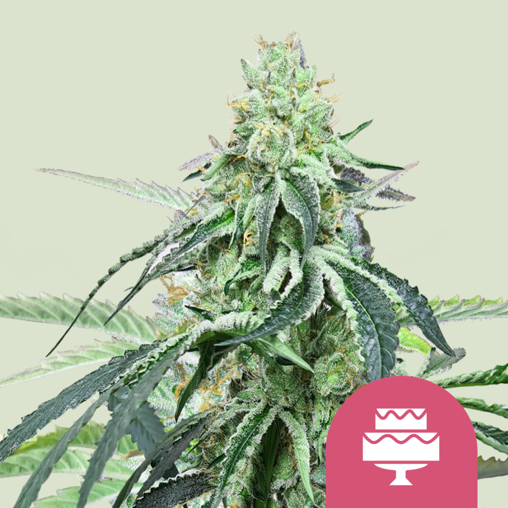 Royal Queen Seeds Cannabis Seeds Wedding Gelato Feminizované 3 ks
