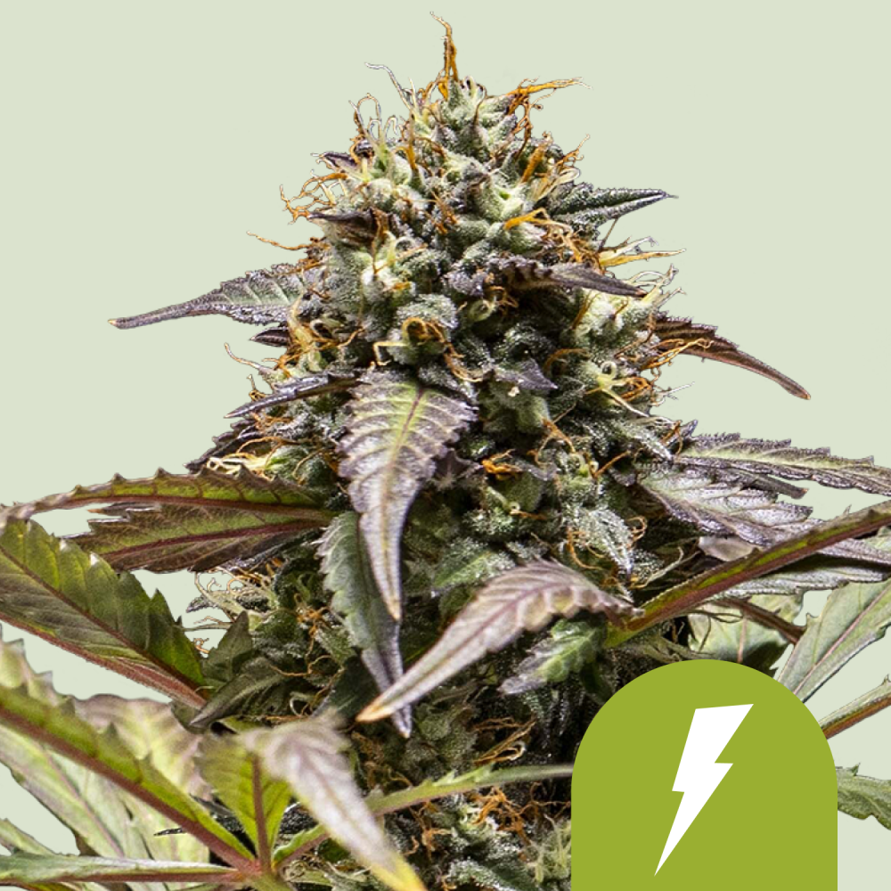 Royal Queen Seeds Cannabis Seeds North Thunderfuck Auto 5 ks