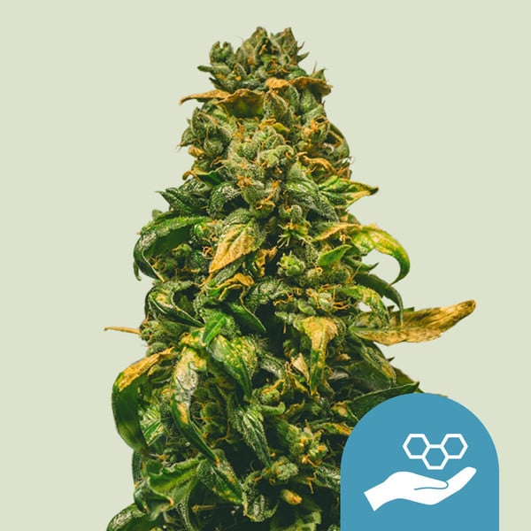 Royal Queen Seeds Cannabis Seeds Solomatic Auto (High CBD) 10 ks