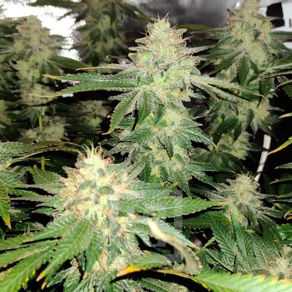 Blimburn Seeds Semená konope Feminizované mesačné kamene ostružiny 3 ks