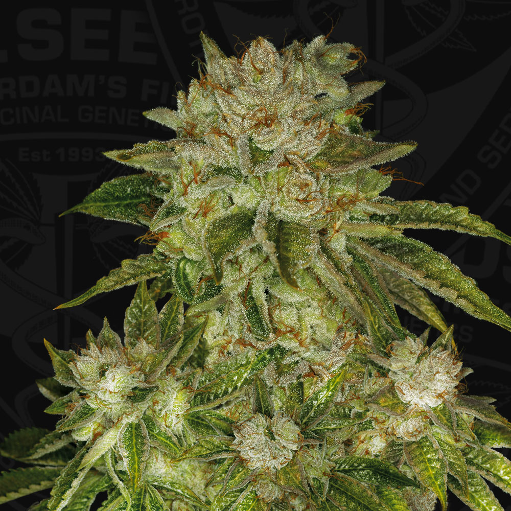 T.H.Seeds™ Cannabis Seeds MK-Ultra™, rôzne balenia, bežné 5+1 ks