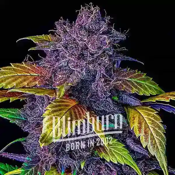 Blimburn Seeds Cannabis Seeds Purple Limonade Auto 6 ks