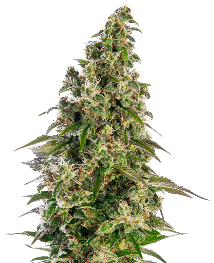 Sensi Seeds Semená kanabisu Afghani #1 Automatic® Feminized, 3-10 ks 3 ks