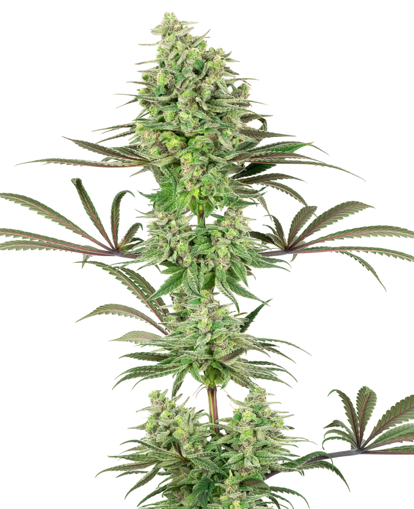 Sensi Seeds Cannabis Seeds Double Banana Kush Feminized by White Label, 3-10 ks 10 ks