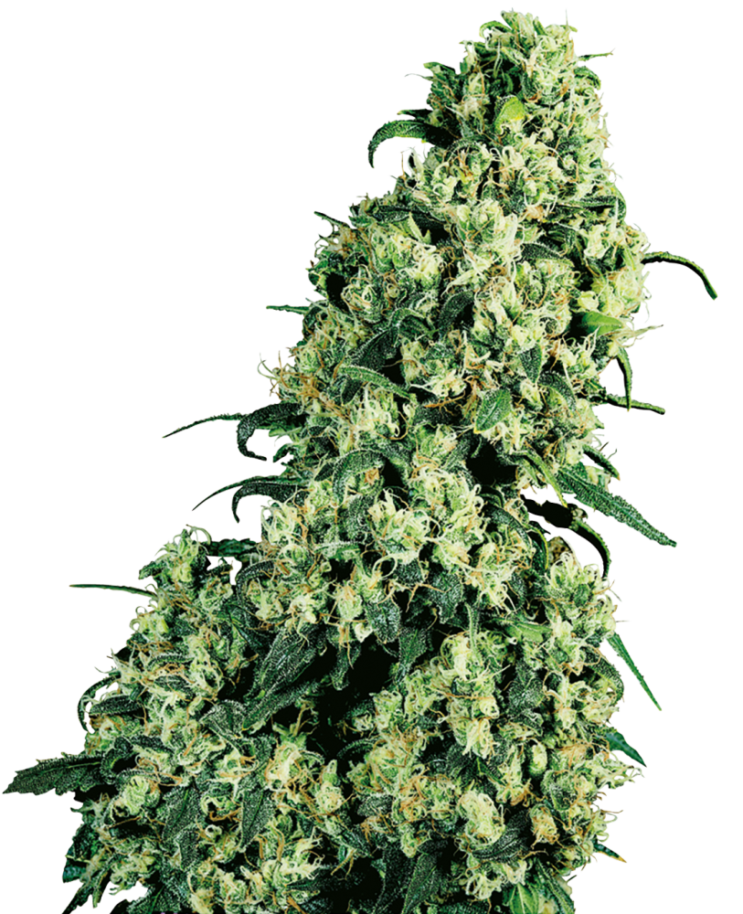 Sensi Seeds Cannabis Skunk #1® Regular, 10 ks