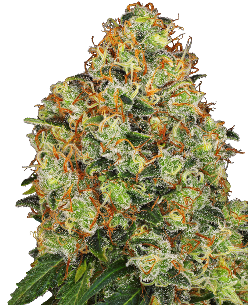 Sensi Seeds Semená kanabisu Sweet Tangerine Tango Automatic Feminized by White Label, 3-10 ks 3 ks