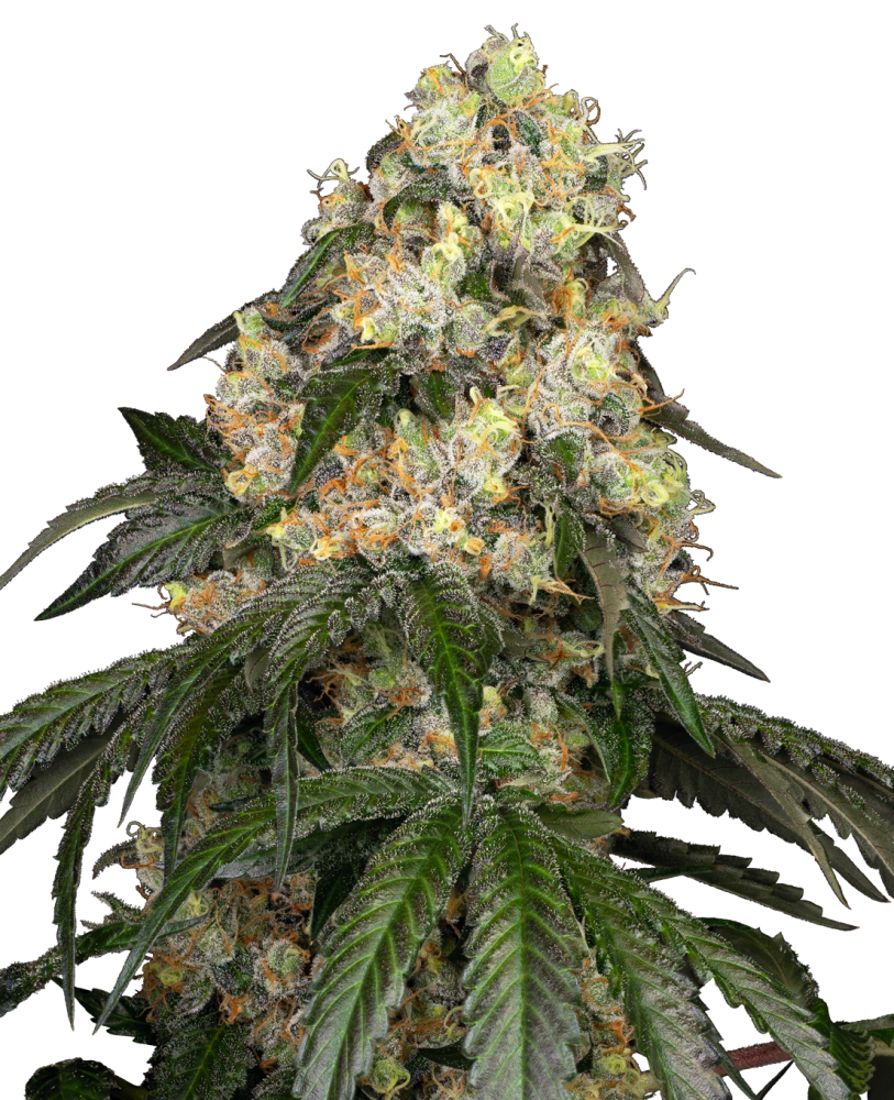 Sensi Seeds Cannabis Seeds White Biscotti OG XXL Feminized by White Label, 3-10 ks 10 ks