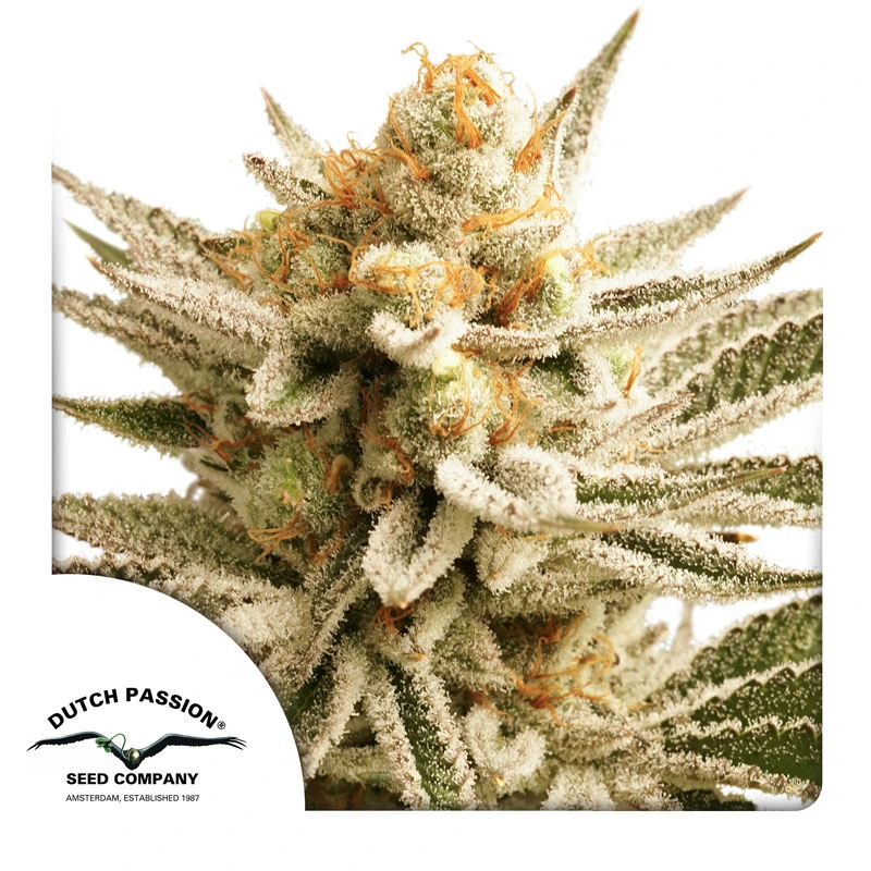 Dutch Passion Cannabiszaden Lemon Z® Gefeminiseerd